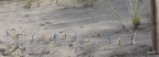 IMG 4506